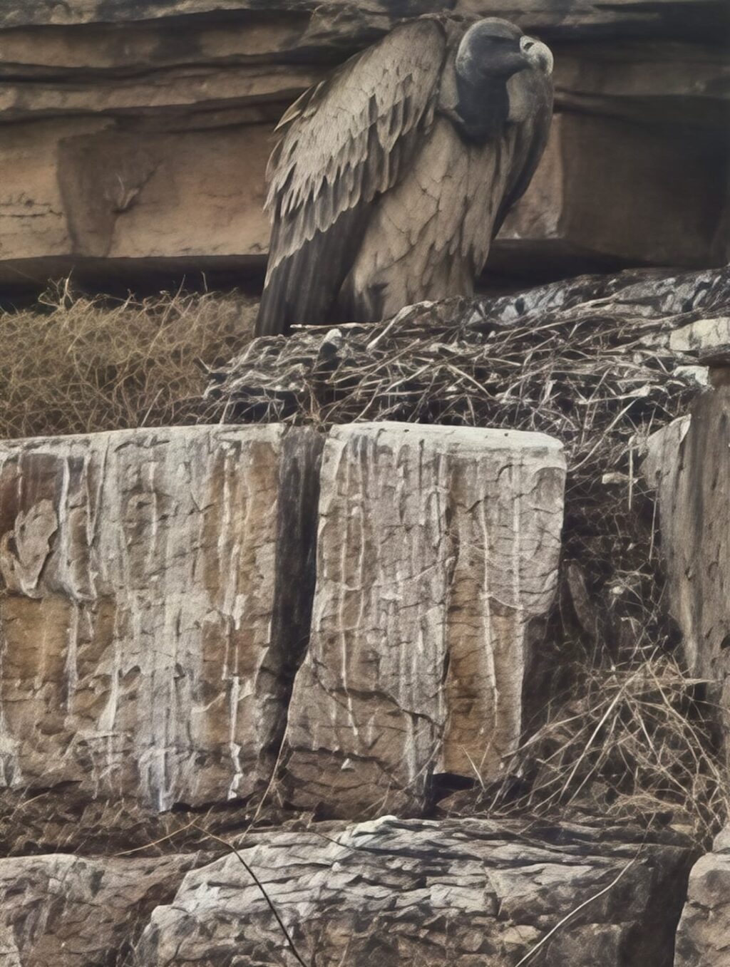 शिवपुरी में मिले 735 गिद्ध, आबादी न बढ़ने से सड़ांध मारते हैं जिले से गुजरे दोनों हाईवे