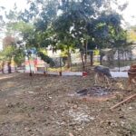 आवारा मवेशी शिवपुरी के बाजार में ही नहीं, कलेक्ट्रेट में भी कर रहे विचरण, मवेशी मुक्त शहर बनाने का दावा खोखला