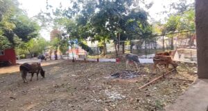 आवारा मवेशी शिवपुरी के बाजार में ही नहीं, कलेक्ट्रेट में भी कर रहे विचरण, मवेशी मुक्त शहर बनाने का दावा खोखला