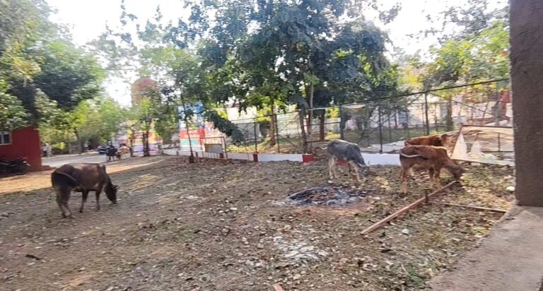 आवारा मवेशी शिवपुरी के बाजार में ही नहीं, कलेक्ट्रेट में भी कर रहे विचरण, मवेशी मुक्त शहर बनाने का दावा खोखला