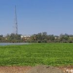 शहर के बीचोबीच तालाब में हो रही खेती, जिम्मेदार सिर्फ बैठकों में दे रहे आदेश-निर्देश