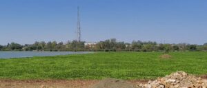 शहर के बीचोबीच तालाब में हो रही खेती, जिम्मेदार सिर्फ बैठकों में दे रहे आदेश-निर्देश