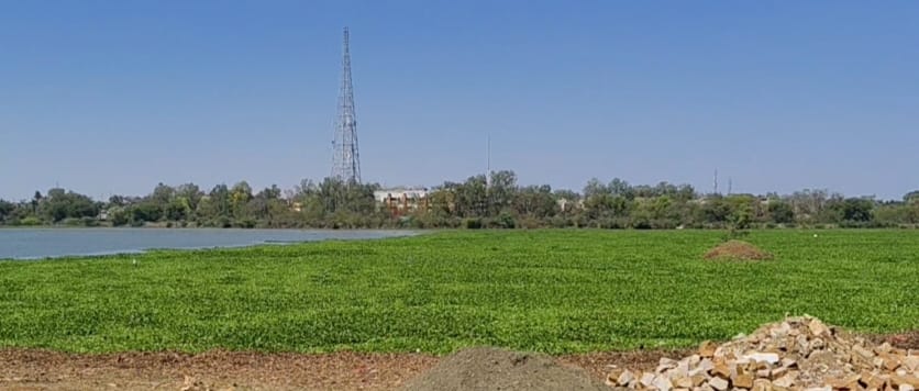 शहर के बीचोबीच तालाब में हो रही खेती, जिम्मेदार सिर्फ बैठकों में दे रहे आदेश-निर्देश