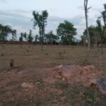 फॉरेस्ट अपना प्लांटेशन नहीं बचा पाया, तो जंगल क्या खाक बचाएगा?, 400 हरे-भरे पेड़ों को बना दिया ठूंठ