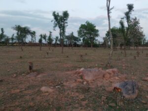 फॉरेस्ट अपना प्लांटेशन नहीं बचा पाया, तो जंगल क्या खाक बचाएगा?, 400 हरे-भरे पेड़ों को बना दिया ठूंठ