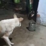 कुत्ते ने भौंक कर बता दिया, वरना किसी को भी निगल जाता विशालकाय मगरमच्छ, लोगों ने हांका लगाकर वापस भेजा