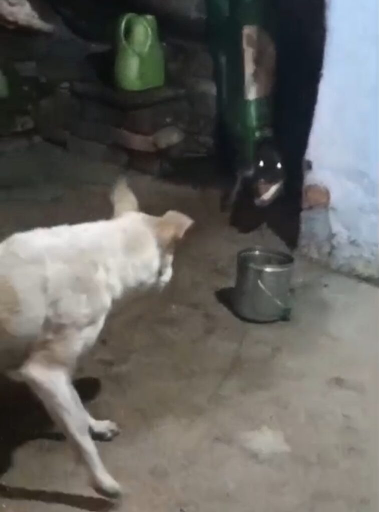 कुत्ते ने भौंक कर बता दिया, वरना किसी को भी निगल जाता विशालकाय मगरमच्छ, लोगों ने हांका लगाकर वापस भेजा