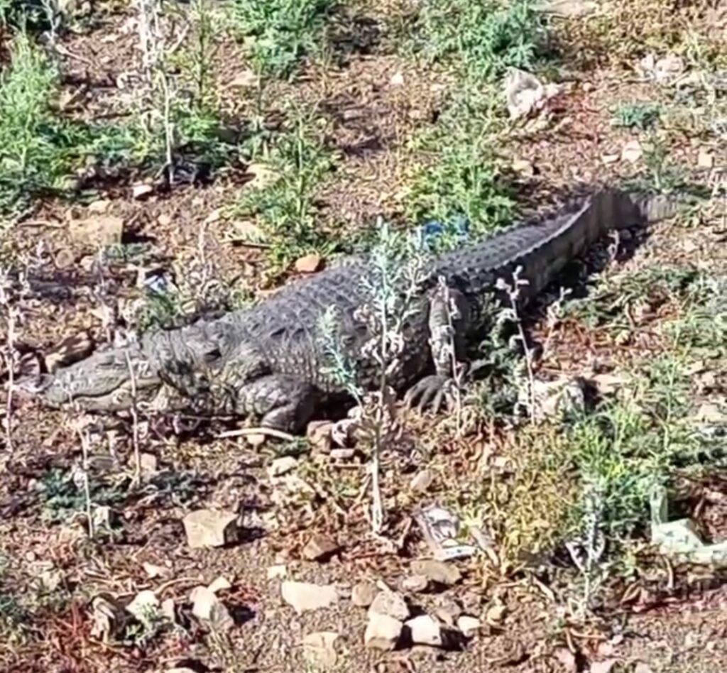 जलकुंभी में दम घुटने लगा मगरमच्छों का, वो निकल कर भाग रहे शहर की ओर, बढ़ा खतरा