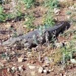 जलकुंभी में दम घुटने लगा मगरमच्छों का, वो निकल कर भाग रहे शहर की ओर, बढ़ा खतरा