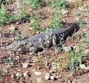 जलकुंभी में दम घुटने लगा मगरमच्छों का, वो निकल कर भाग रहे शहर की ओर, बढ़ा खतरा