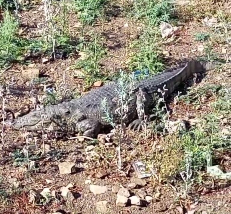 जलकुंभी में दम घुटने लगा मगरमच्छों का, वो निकल कर भाग रहे शहर की ओर, बढ़ा खतरा