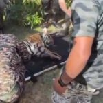 आवारा बाघिन को टाइगर रिजर्व की टीम ने किया ट्रेंकुलाइज, स्ट्रेचर पर लिटाकर लाए, होश में आने से कुछ देर पहले छोड़ेंगे