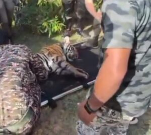 आवारा बाघिन को टाइगर रिजर्व की टीम ने किया ट्रेंकुलाइज, स्ट्रेचर पर लिटाकर लाए, होश में आने से कुछ देर पहले छोड़ेंगे