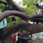 प्राकृतिक कहर के बीच शिवपुरी शहर में पुराने पेड़ों के उखड़ने से रसातल में पहुंचे जलस्तर के खतरनाक संकेत