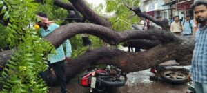 प्राकृतिक कहर के बीच शिवपुरी शहर में पुराने पेड़ों के उखड़ने से रसातल में पहुंचे जलस्तर के खतरनाक संकेत