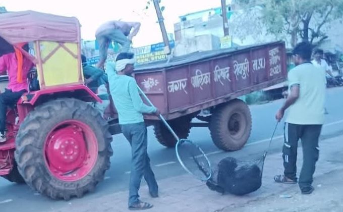 जल संकट से जूझ रहे शहरवासियों को अब आवारा कुत्तों से खतरा, 3 दर्जन से अधिक जख्मी पहुंचे जिला अस्पताल