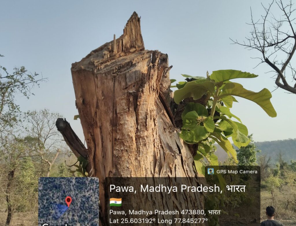विश्व मना रहा पर्यावरण दिवस, हम काट रहे हरे-भरे पेड़, शायद इसलिए धधकने लगी सिंधिया राजवंश की ग्रीष्मकालीन राजधानी
