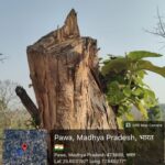 विश्व मना रहा पर्यावरण दिवस, हम काट रहे हरे-भरे पेड़, शायद इसलिए धधकने लगी सिंधिया राजवंश की ग्रीष्मकालीन राजधानी