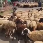 तालाब तक जाने का रास्ता किया बंद, गुस्साई भेड़ों ने किया चक्काजाम, डेढ़ घंटे बाद खुला