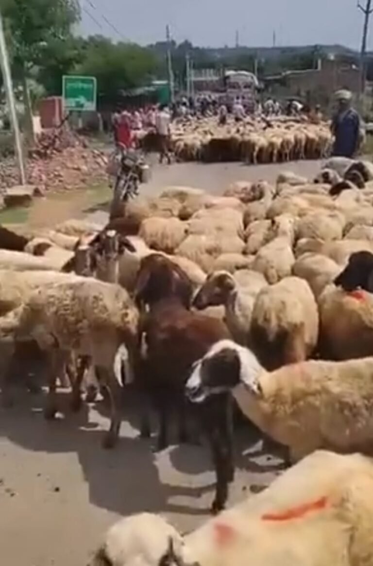 तालाब तक जाने का रास्ता किया बंद, गुस्साई भेड़ों ने किया चक्काजाम, डेढ़ घंटे बाद खुला